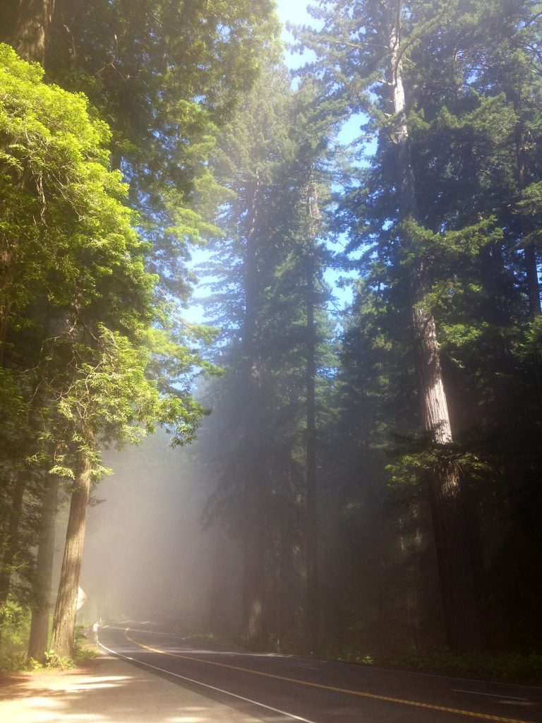 God's Church in the Redwoods