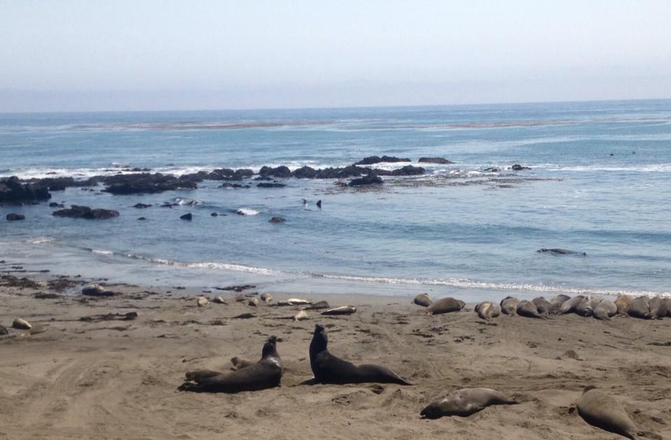 Sea Lions