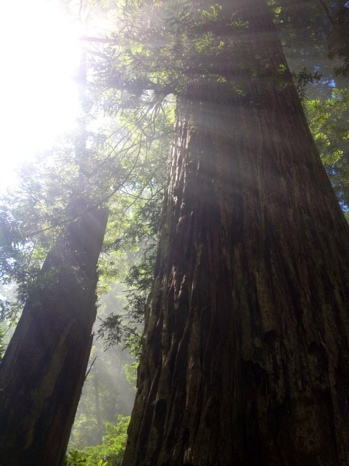 Redwoods